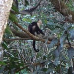 A monkey in Costa Rica.