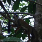 A monkey in Matapalo, Costa Rica.