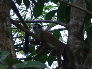 A monkey in Matapalo, Costa Rica.