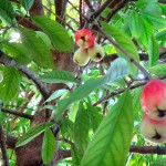 Manzana de Agua in Matapalo, Costa Rica.
