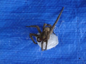 A spider in Costa Rica.