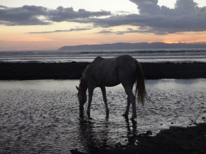 A horse in Pavones, Costa Rica.