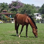 A horse at Pavones, Costa Rica.
