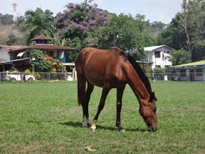 A horse at Pavones, Costa Rica.