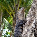 An iguana in Playa Dominical, Costa Rica.