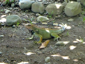 An iguana in Playa Dominical, Costa Rica.