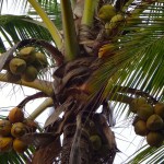Los cocos.