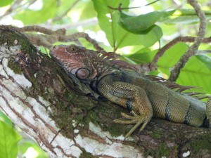 An iguana in Drake Bay, Costa Rica.