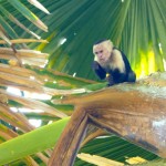 A monkey in Drake Bay, Costa Rica.