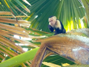 A monkey in Drake Bay, Costa Rica.