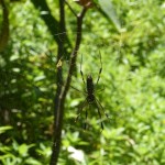 A spider in Drake Bay, Costa Rica.