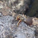 A hermit crab in Drake Bay, Costa Rica.