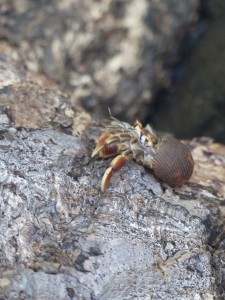 A hermit crab in Drake Bay, Costa Rica.