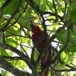 A parrot in Drake Bay, Costa Rica.