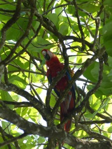 A parrot in Drake Bay, Costa Rica.