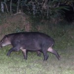 A tapir at Jungla del Jaguar hostel in Costa Rica.