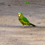A parrot in Popoyo, Nicaragua.