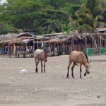 Horses on the beach in San Jorge, Nicaragua.