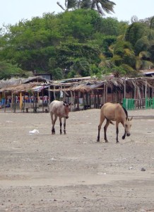 Horses on the beach in San Jorge, Nicaragua.