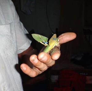 A big bug in Ometepe, Nicaragua.