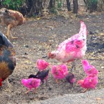Pink chickens in Ometepe, Nicaragua.