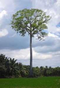A tree on the way to Pavones, Costa Rica.