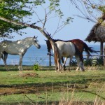 Horses and ocean - what a beautiful view on the way to the beach!