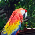 A parrot in El Salvador.