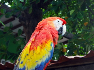 A parrot in El Salvador.