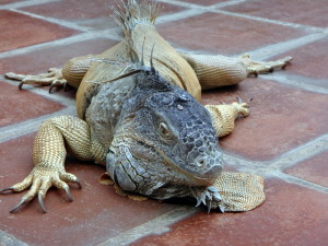 An iguana in El Salvador.