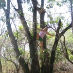 Aloe climbing the mango tree in 2012.