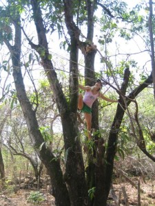 Aloe climbing the mango tree in 2012.