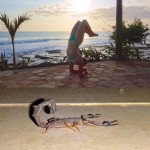 Scorpion yoga pose and actual scorpion in Miramar, Nicaragua.